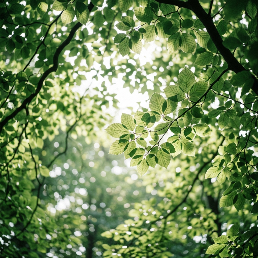 Dreamy forest canopy with diffuse light filtering through translucent leaves